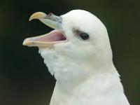 Schreiender Eissturmvogel